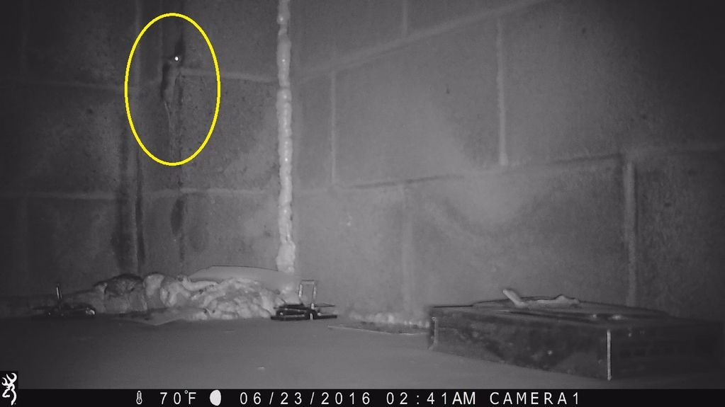 Pest Surveillance Service